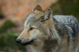 Pup6m15MuensterKati_Gandalf-51