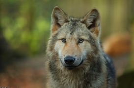 Pup6m15MuensterKati_Gandalf-52