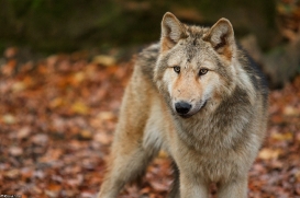 Pup6m15MuensterKati_Gandalf-55