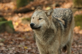 Pup6m15MuensterKati_Gandalf-58