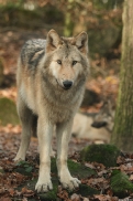 Pup6m15MuensterKati_Gandalf-59