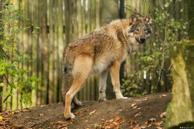 Pup6m15MuensterKati_Gimli-09