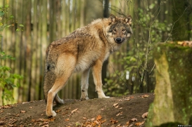 Pup6m15MuensterKati_Gimli-10