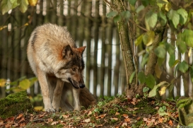 Pup6m15MuensterKati_Gimli-16