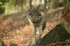 Pup6m15MuensterKati_Gimli-17