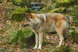 Pup6m15MuensterKati_Gimli-23