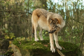 Pup6m15MuensterKati_Gimli-25