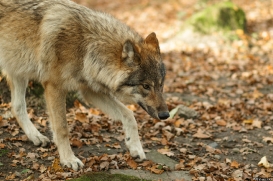 Pup6m15MuensterKati_Gimli-26
