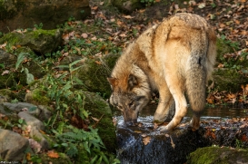 Pup6m15MuensterKati_Gimli-28