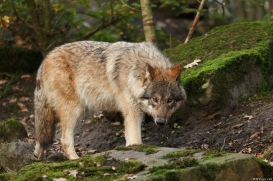 Pup6m15MuensterKati_Gimli-43