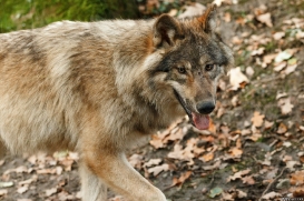 Pup6m15MuensterKati_Gimli-44