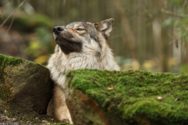 Pup6m15MuensterKati_Gimli-48
