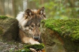 Pup6m15MuensterKati_Gimli-49