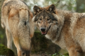 Pup6m15MuensterKati_Gimli-50