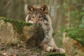 Pup6m15MuensterKati_Gimli-52