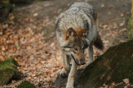 Pup6m15MuensterKati_Gimli-53