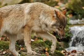Pup6m15MuensterKati_Gimli-58