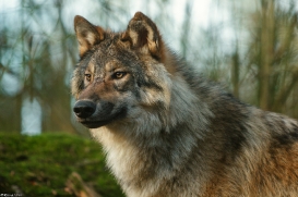 Pup6m15MuensterKati_Gimli-59
