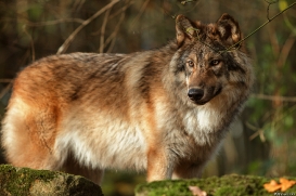 Pup6m15MuensterKati_Gimli-61