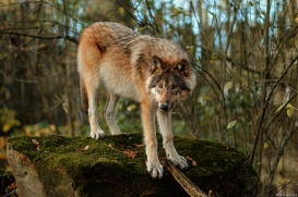 Pup6m15MuensterKati_Gimli-62