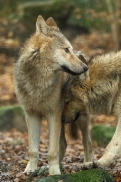 Pup6m15MuensterKati_Legolas-02