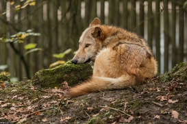 Pup6m15MuensterKati_Legolas-43