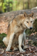 Pup6m15MuensterKati_Legolas-48