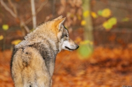 Pup6m18OlderdissenKati_Bjelle-05