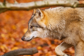 Pup6m18OlderdissenKati_Bjelle-09