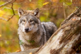 Pup6m18OlderdissenKati_Bjelle-11