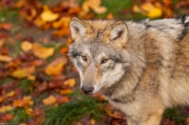 Pup6m18OlderdissenKati_Bjelle-14