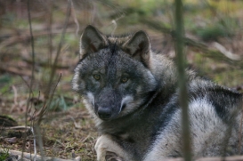 pup6m27schorfheide-brown-02
