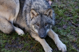 pup6m27schorfheide-brown-31
