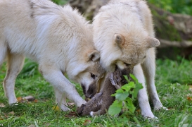 Pup6m12SpringeBineG_pup-05