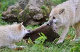 Pup6m12SpringeBineG_pup-08