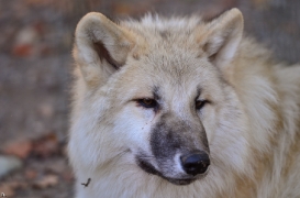 Pup6m12SpringeBineG_pup-12