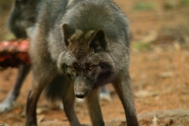 Pup7m12EderseeKati_Ceyla-09