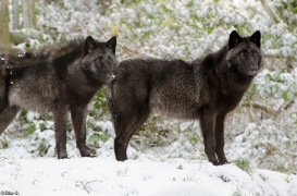 Pup7m12LueneburgBineG_black-06