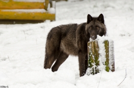 Pup7m12LueneburgBineG_black-09