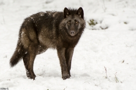 Pup7m12LueneburgBineG_black-12