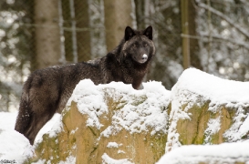 Pup7m12LueneburgBineG_black-13