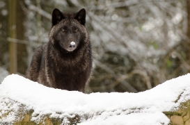 Pup7m12LueneburgBineG_black-14