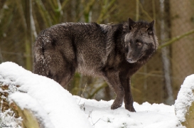 Pup7m12LueneburgBineG_black-15