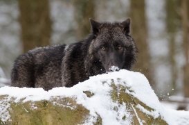 Pup7m12LueneburgBineG_black-56