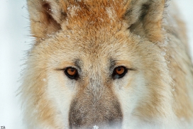 Pup7m12SpringeKati_Polar-26