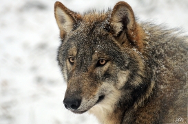 Pup8m13AuheimSas_Hagen-04
