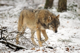 Pup8m13AuheimSas_Hagen-07