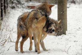 Pup8m13AuheimSas_HagenSieg-01