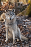Pup8m19OlderdissenKati-Bjelle-04