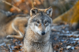 Pup8m19OlderdissenKati-Bjelle-06